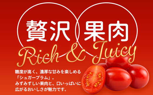 《期間限定》田淵さんちの美味しい ミニトマト シュガープラム（約700g）GP-1｜鹿児島県 南大隅 産地直送 旬 とまと トマト ミニトマト リコピン 完熟 甘い 高糖度 野菜 やさい 送料無料