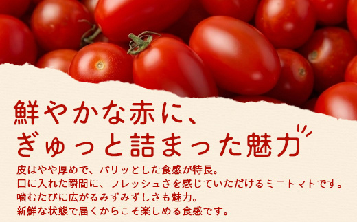《期間限定》田淵さんちの美味しい ミニトマト シュガープラム（約700g）GP-1｜鹿児島県 南大隅 産地直送 旬 とまと トマト ミニトマト リコピン 完熟 甘い 高糖度 野菜 やさい 送料無料