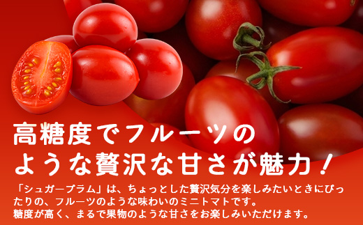 《期間限定》田淵さんちの美味しい ミニトマト シュガープラム（約1,400g）GP-2｜鹿児島県 南大隅 産地直送 旬 とまと トマト ミニトマト リコピン 完熟 甘い 高糖度 野菜 やさい 送料無料