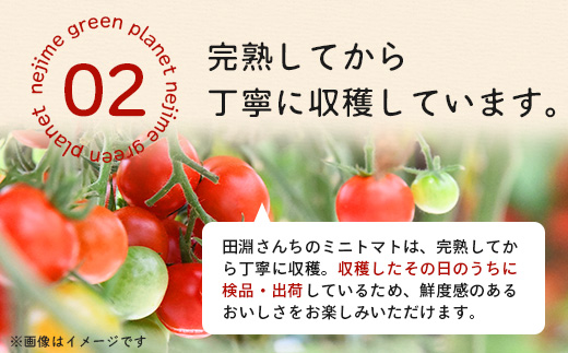 《期間限定》田淵さんちの美味しい ミニトマト シュガープラム（約1,400g）GP-2｜鹿児島県 南大隅 産地直送 旬 とまと トマト ミニトマト リコピン 完熟 甘い 高糖度 野菜 やさい 送料無料