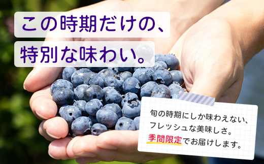 【期間限定】南大隅産 (生)ブルーベリー 品種ミックス詰め合わせ ≪100g×5P≫ BB-1 ｜ 鹿児島県 南大隅町 旬 産地直送 果物 ブルーベリー フルーツ くだもの 新鮮 農園 冷蔵 本土最南端