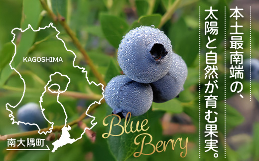 【期間限定】南大隅産 (生)ブルーベリー 品種ミックス詰め合わせ ≪100g×5P≫ BB-1 ｜ 鹿児島県 南大隅町 旬 産地直送 果物 ブルーベリー フルーツ くだもの 新鮮 農園 冷蔵 本土最南端