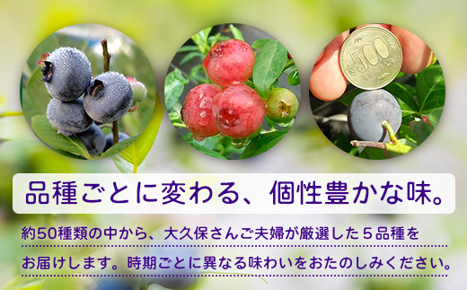 【期間限定】南大隅産 (生) ブルーベリー 食べ比べセット (5品種を1パックずつ) 100g×5P BB-2｜鹿児島県 南大隅町 旬 産地直送 果物 フルーツ くだもの 新鮮 農園 冷蔵 本土最南端