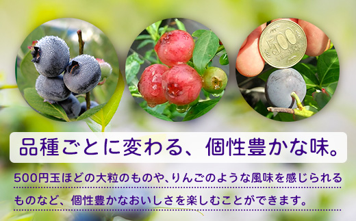鹿児島県の南国！南大隅町の農園で、ブルーベリー摘み取り体験♪ ブルーベリー摘み取り体験チケット （60分食べ放題） ≪大人1名様分≫ BO-3｜鹿児島県 南大隅町 農園 収穫体験 果物 ブルーベリー チケット 体験 本土最南端