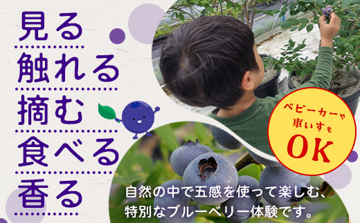 鹿児島県の南国！南大隅町の農園で、ブルーベリー摘み取り体験♪ ブルーベリー摘み取り体験チケット （60分食べ放題） ≪大人2名様分≫ BO-4｜鹿児島県 南大隅町 農園 収穫体験 果物 ブルーベリー チケット 体験 本土最南端