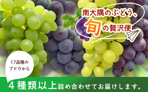 【期間限定!数量限定!】2026年7月下旬発送 旬のブドウ味くらべ約3kg (6～7房) TE710｜産地直送 旬 ブドウ 葡萄 ぶどう フルーツ 果物 くだもの 果実 食べ比べ 鹿児島県 南大隅町 有限会社ティエラ　