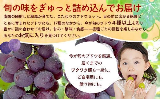 【期間限定!数量限定!】2026年7月下旬発送 旬のブドウ味くらべ約3kg (6～7房) TE710｜産地直送 旬 ブドウ 葡萄 ぶどう フルーツ 果物 くだもの 果実 食べ比べ 鹿児島県 南大隅町 有限会社ティエラ　