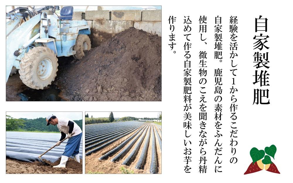 さつまいも 紅はるか 堀りたて 3kg ( 1箱 ) Mサイズ  新物 鹿児島県産 2024年12月末までに出荷