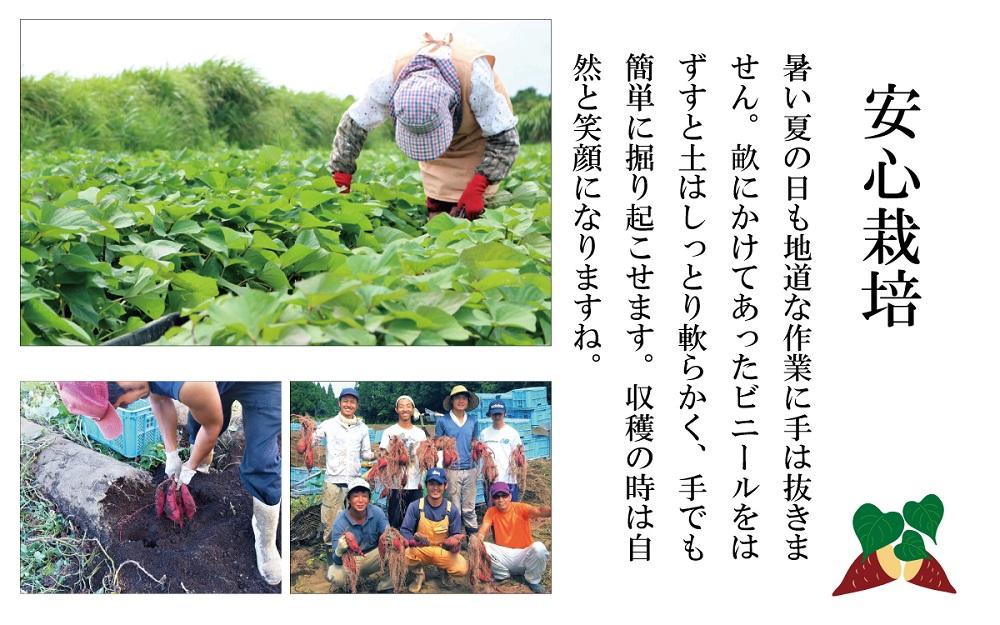 訳あり さつまいも 紅はるか 堀りたて 10kg (1箱 ) 新物 鹿児島県産 2024年12月末までに出荷