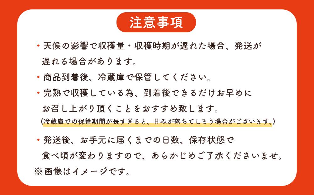 【先行予約】☆本土最南端☆佐多の果樹園で育てた 完熟アップルマンゴー 1kg (2～3玉)