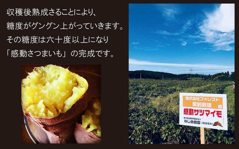 【鹿児島県産】熟成 紅はるか 5kg (1箱 ) Sサイズ さつまいも