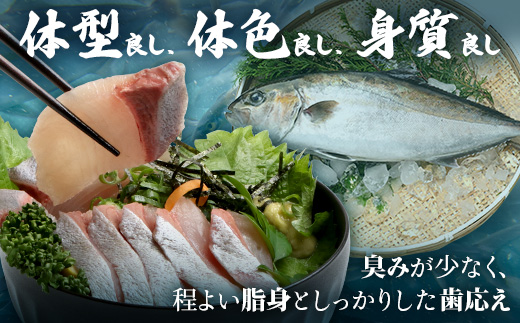【着日指定可】<2026年7月～9月配送不可> 鹿児島県 ねじめ黄金カンパチ 1尾 約3.0kg台 (3.0～3.9kg) JF-501 | 魚 直送 養殖 根占 さかな かんぱち 漁師 刺身 寿司 鹿児島県 南大隅町 漁業協同組合ねじめ支所