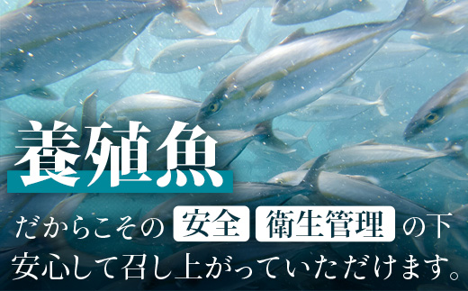 【着日指定可】<2026年7月～9月配送不可> 鹿児島県 ねじめ黄金カンパチ 1尾 約3.0kg台 (3.0～3.9kg) JF-501 | 魚 直送 養殖 根占 さかな かんぱち 漁師 刺身 寿司 鹿児島県 南大隅町 漁業協同組合ねじめ支所