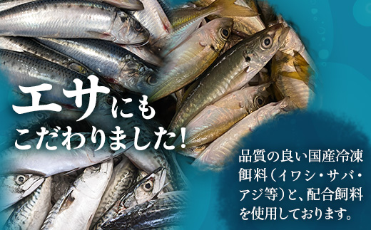 【着日指定可】<2026年7月～9月配送不可> 鹿児島県 ねじめ黄金カンパチ 1尾 約3.0kg台 (3.0～3.9kg) JF-501 | 魚 直送 養殖 根占 さかな かんぱち 漁師 刺身 寿司 鹿児島県 南大隅町 漁業協同組合ねじめ支所