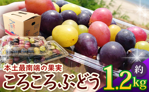 【先行予約・数量限定】2026年7月下旬発送 ＜訳あり＞ 本土最南端ぶどう ころころぶどうパック 約1.2kg TE707｜期間限定 家庭用 産地直送 旬 ブドウ 葡萄 ぶどう フルーツ 果物 くだもの 果実 食べ比べ 鹿児島県 南大隅町 有限会社ティエラ　