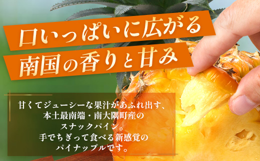 【2027年先行予約・数量限定】パイナップル/ボゴール種 (約800g×4玉) DS-4｜パイン パイナップル パインアップル フルーツ ボゴールパイン スナックパイン 産地直送 送料無料 鹿児島県 南大隅町 株式会社デラセーラ