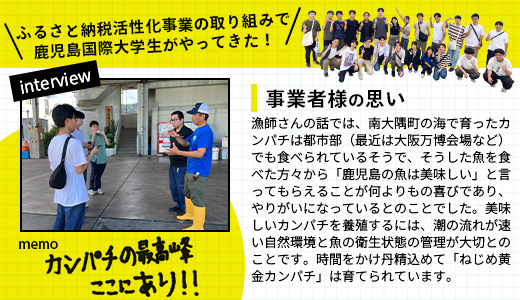 【着日指定可】<2026年7月～9月配送不可> 鹿児島県 ねじめ黄金カンパチ 1尾 約3.0kg台 (3.0～3.9kg) JF-501 | 魚 直送 養殖 根占 さかな かんぱち 漁師 刺身 寿司 鹿児島県 南大隅町 漁業協同組合ねじめ支所