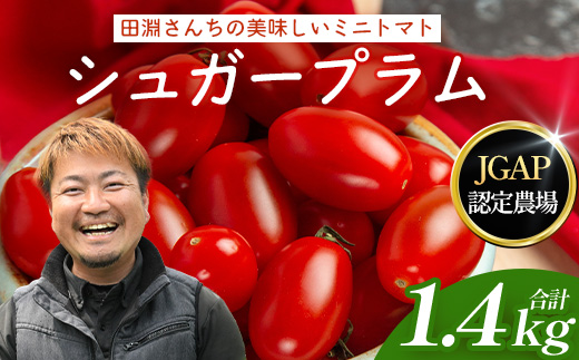 【先行予約・2026年10月より順次発送】田淵さんちの美味しい ミニトマト シュガープラム（約1,400g）GP-2｜産地直送 旬 とまと トマト ミニトマト リコピン 完熟 甘い 高糖度 野菜 やさい 送料無料 期間限定 鹿児島県 南大隅町 根占グリーンプラネット