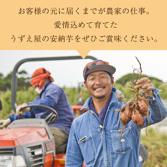 n481 先行予約受付中！10月下旬頃から11月初旬頃より順次発送予定 種子島産 安納芋＜紅＞(11kg) 国産 安納芋 紅 種子島 芋 イモ さつま芋 安納いも 野菜 焼き芋 焼芋 【うずえ屋】