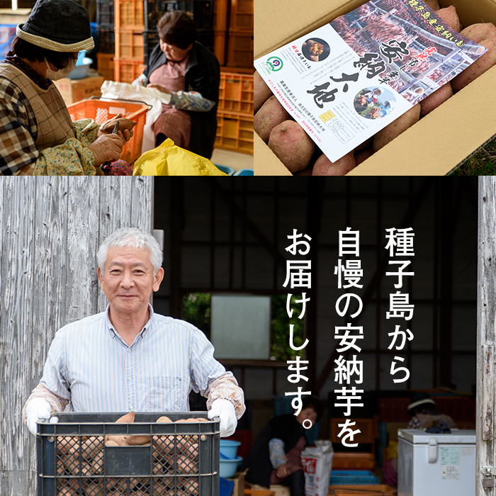 n223 数量限定！種子島産 安納芋(5kg) 国産 安納芋 紅 種子島 芋 イモ いも さつまいも さつま芋 安納いも セット 詰め合わせ スイーツ 野菜 【種子島安納大地】