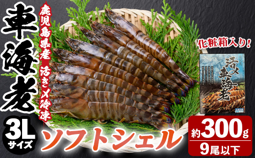 n432 鹿児島県産！活き〆冷凍車海老 ソフトシェル(3L・計300g) 化粧箱入り！ くるまえび エビ 海老 希少 海鮮 海産物 国産 九州産 急速冷凍 ギフト 車海老 真空パック 養殖 冷凍 【車海老日本株式会社】