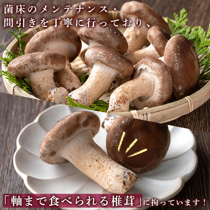 n327 菌床栽培！生椎茸(1kg) 国産 種子島 シイタケ しいたけ 生椎茸 生シイタケ 生しいたけ 菌床栽培 【えいぜっと】