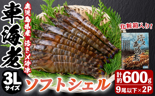 n433 鹿児島県産！活き〆冷凍車海老 ソフトシェル(3L・計約600g) 化粧箱入り！ くるまえび エビ 海老 希少 海鮮 海産物 国産 九州産 急速冷凍 ギフト 車海老 真空パック 養殖 冷凍 【車海老日本株式会社】