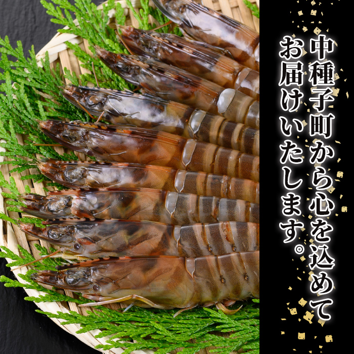 n431 鮖ソ蜈仙ウカ逵檎肇シ∵エサ縺阪蜀キ蜃崎サ頑オキ閠(3L繧オ繧、繧コ繝サ險育エ600g) 蛹也イァ邂ア蜈・繧奇シ 縺上k縺セ縺医ウ 豬キ閠 豬キ魄ョ 豬キ逕」迚ゥ 蝗ス逕」 荵晏キ樒肇 諤・騾溷キ蜃 繧ョ繝輔ヨ 霆頑オキ閠 逵溽ゥコ繝代ャ繧ッ 鬢頑ョ 蜀キ蜃 縲占サ頑オキ閠∵律譛ャ譬ェ蠑丈シ夂、セ縲