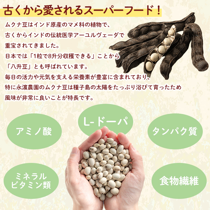 n428 数量限定！種子島産 ムクナ豆(200g) 国産 八升豆 ハッショウマメ 豆 マメ 自然栽培 野菜 【永濱農園】