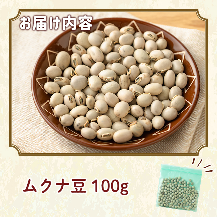 n427 数量限定！種子島産 ムクナ豆(100g) 国産 八升豆 ハッショウマメ 豆 マメ 自然栽培 野菜 【永濱農園】