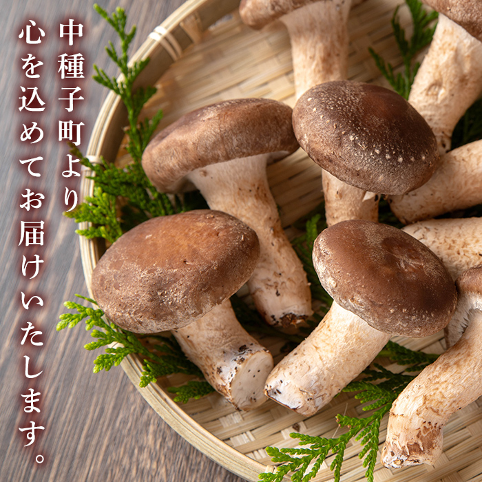 n327 菌床栽培！生椎茸(1kg) 国産 種子島 シイタケ しいたけ 生椎茸 生シイタケ 生しいたけ 菌床栽培 【えいぜっと】