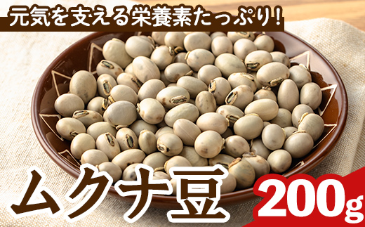 n428 数量限定！種子島産 ムクナ豆(200g) 国産 八升豆 ハッショウマメ 豆 マメ 自然栽培 野菜 【永濱農園】