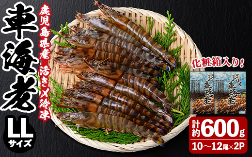n430 鹿児島県産!活き〆冷凍車海老(LLサイズ・計約600g) 化粧箱入り! くるまえび 海老 海鮮 海産物 国産 九州産 急速冷凍 ギフト 車海老 真空パック 養殖 冷凍 [車海老日本株式会社]