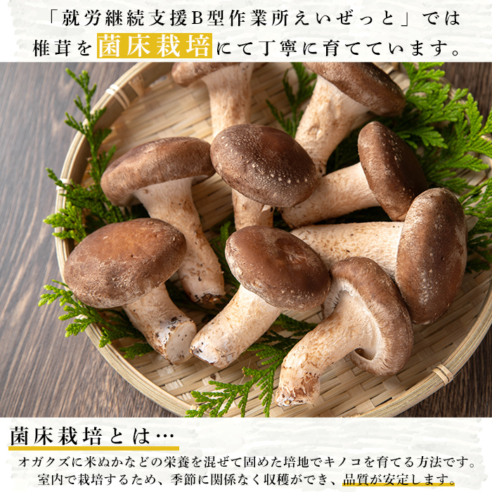 n328 菌床栽培！干し椎茸(100g) 国産 種子島 シイタケ しいたけ 椎茸 干しシイタケ 干ししいたけ スライス 乾燥 乾物 菌床栽培 常温 【えいぜっと】