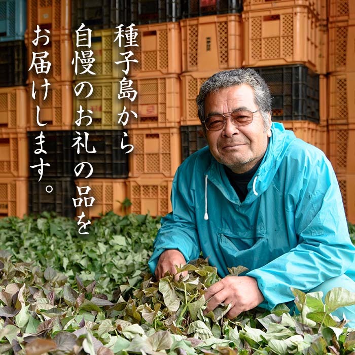 n176 数量限定！種子島産 安納芋(5kg)【永濱農園】