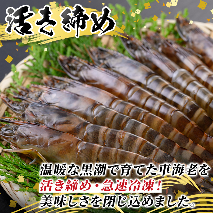 n435 鹿å
å³¶çç£ïŒæŽ»ããå·åè»æµ·è ãœããã·ã§ã«(倧ã»èšçŽ600g) åç²§ç®±å
¥ãïŒ ãããŸãã³ ãšã æµ·è åžå° æµ·é®® æµ·ç£ç© åœç£ ä¹å·ç£ æ¥éå·å ã®ãã è»æµ·è ç空ããã¯ é€æ® å·å ãè»æµ·èæ¥æ¬æ ªåŒäŒç€Ÿã