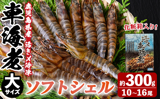 n434 鹿児島県産！活き〆冷凍車海老 ソフトシェル(大・計300g) 化粧箱入り！ くるまえび エビ 海老 希少 海鮮 海産物 国産 九州産 急速冷凍 ギフト 車海老 真空パック 養殖 冷凍 【車海老日本株式会社】