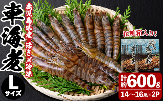 n429 鹿児島県産!活き〆冷凍車海老(Lサイズ・計約600g) 化粧箱入り! くるまえび 海老 海鮮 海産物 国産 九州産 急速冷凍 ギフト 車海老 真空パック 養殖 冷凍 [車海老日本株式会社]