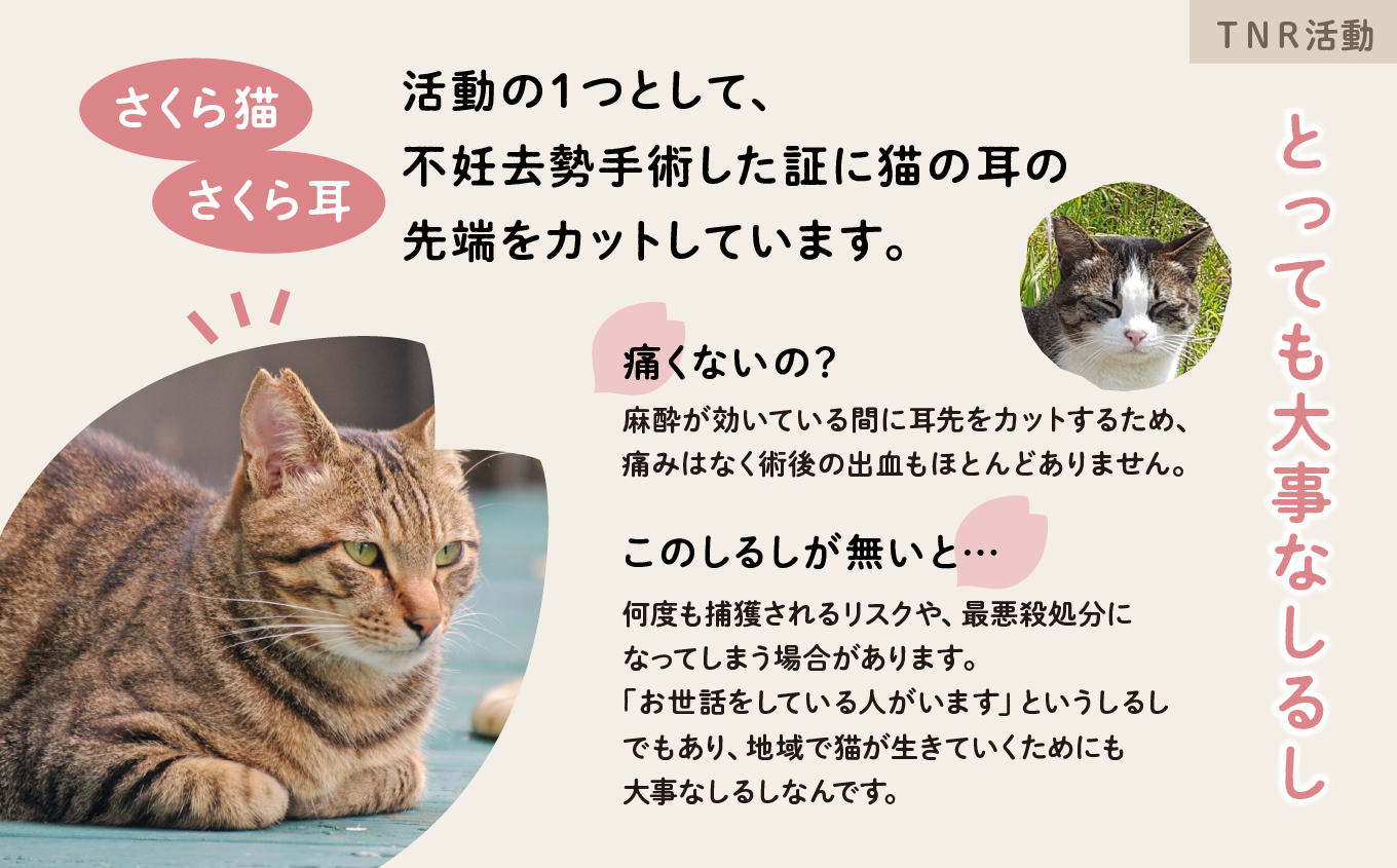 《返礼品なし》 猫愛護活動支援 10,000円 猫ちゃん 猫 ねこ 動物 保護 愛護 保護活動 応援 支援 寄付 南種子町 鹿児島 かごしま