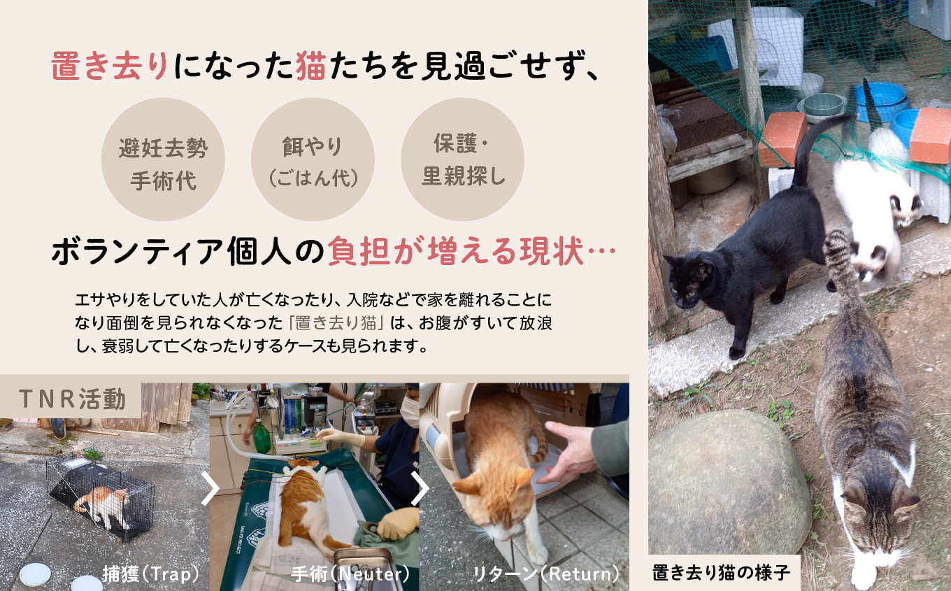 《返礼品なし》 猫愛護活動支援 10,000円 猫ちゃん 猫 ねこ 動物 保護 愛護 保護活動 応援 支援 寄付 南種子町 鹿児島 かごしま