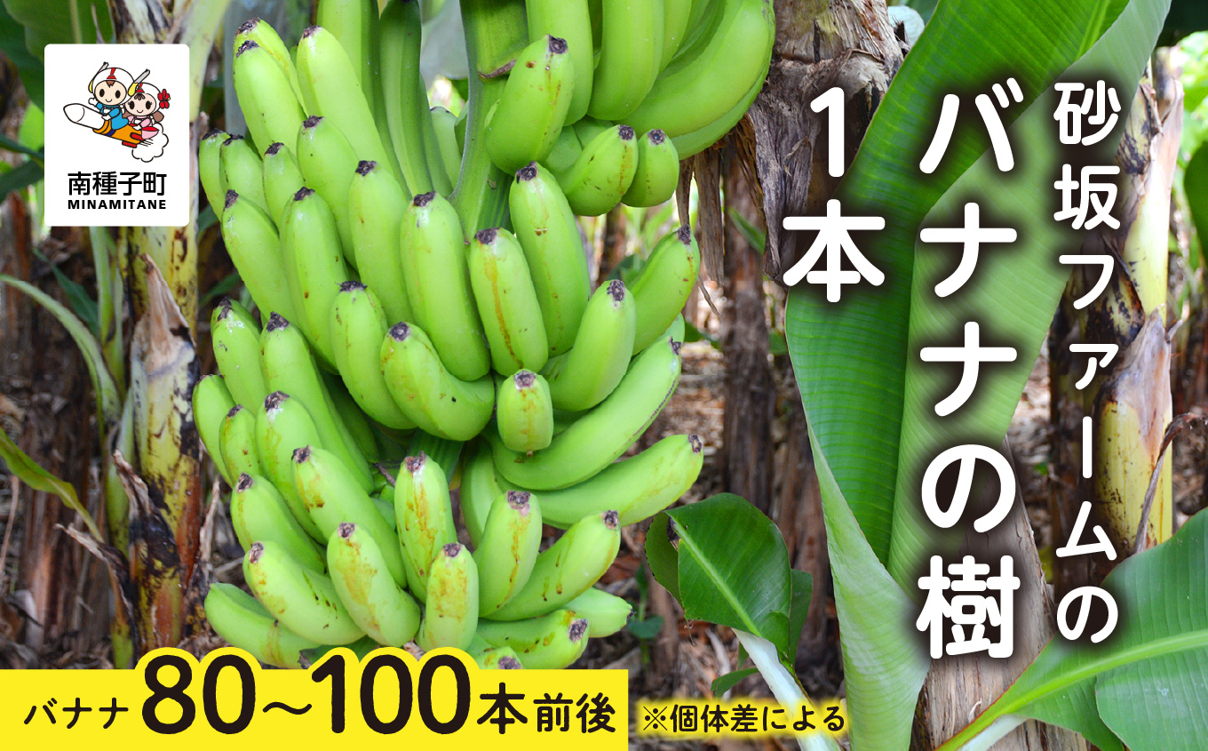 砂坂ファームのバナナの樹1本（８０本~１００本：個体差により異なります）【南種子町観光物産館 トンミー市場】