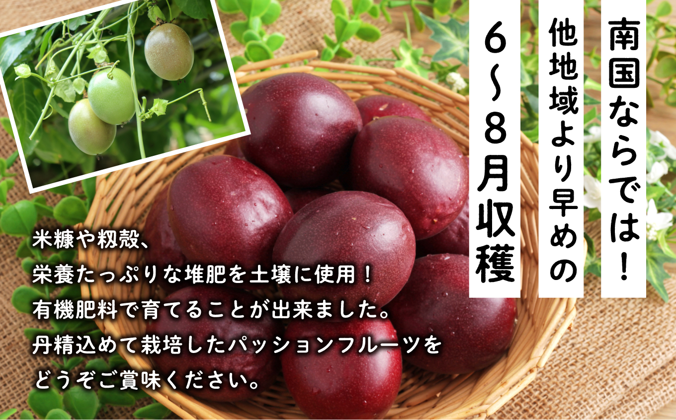 《先行予約 令和7年度》 種子島産パッションフルーツ1ケース （12個入り）【新栄物産】