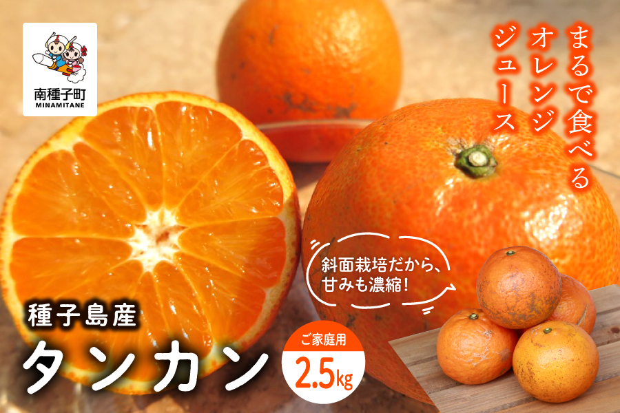 《 先行予約 》種子島産 タンカン (ご家庭用)約2.5kg（12〜18玉）【2027年2月中旬〜3月中旬頃順次発送】【南種子町果樹部会】