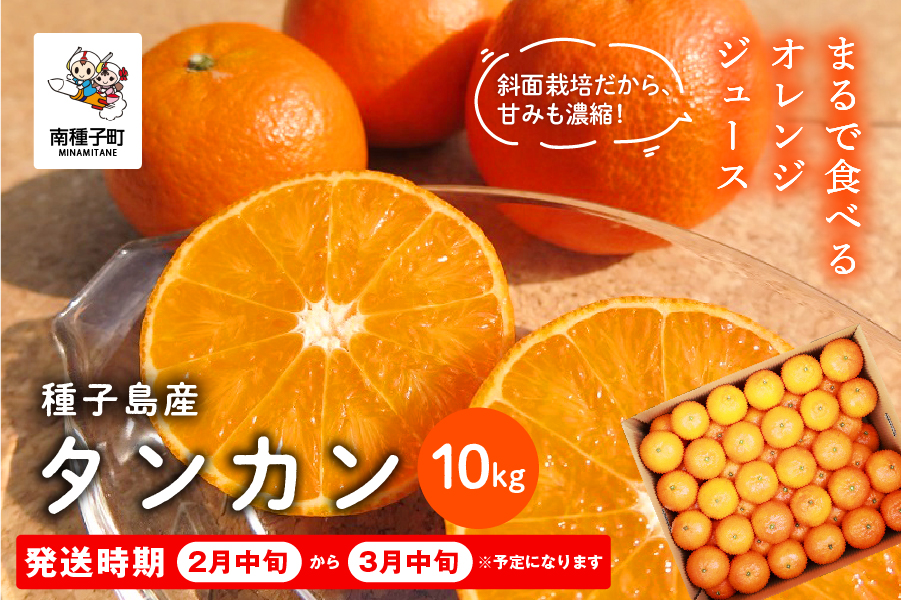 《 先行予約 》種子島産 タンカン 約10kg （約65玉） 【2月中旬〜3月中旬頃順次発送】【南種子町果樹部会】