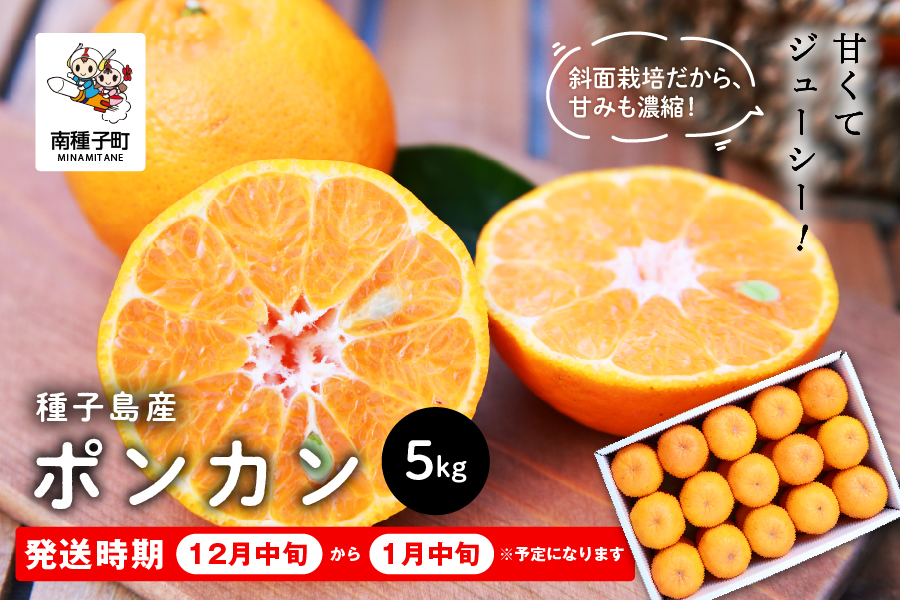 《 先行予約 》種子島産 ポンカン 約5kg （24玉〜30玉）《12月中旬頃〜1月中旬頃順次発送 》【南種子町果樹部会】