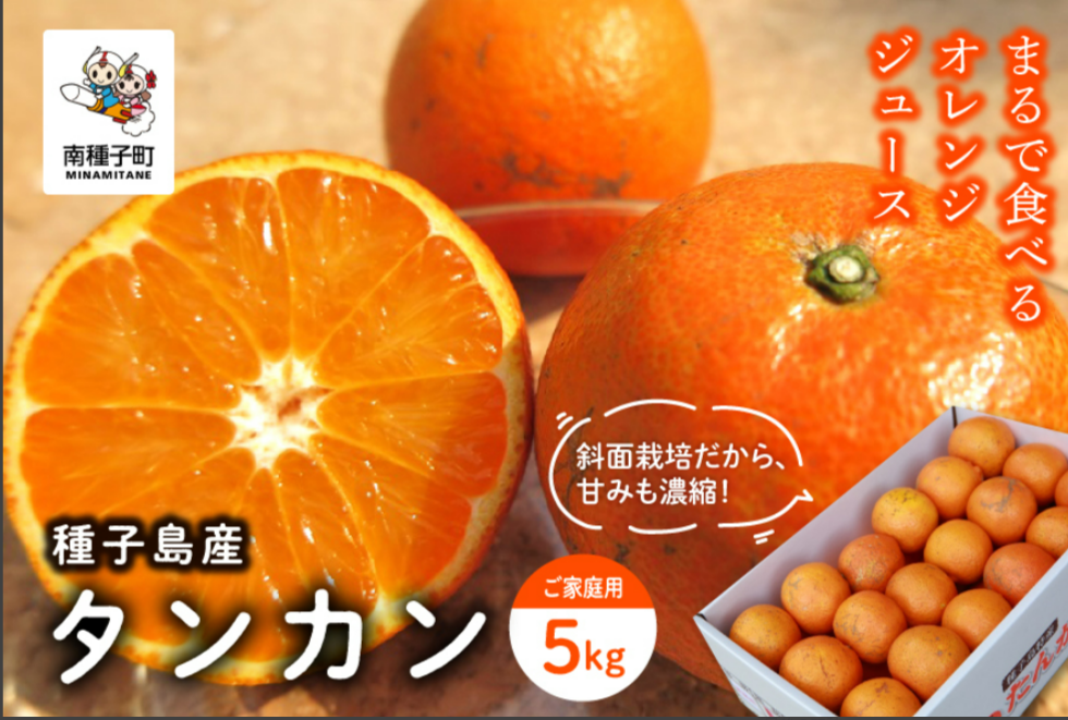 《 先行予約 》種子島産 タンカン (ご家庭用) 約5kg (24玉〜36玉)【2027年2月中旬〜3月中旬頃順次発送】【南種子町果樹部会】