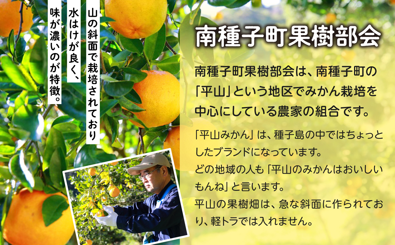 《先行予約　2024年12月以降順次発送 》種子島産ポンカン約5kg （24玉〜30玉）【南種子町果樹部会】