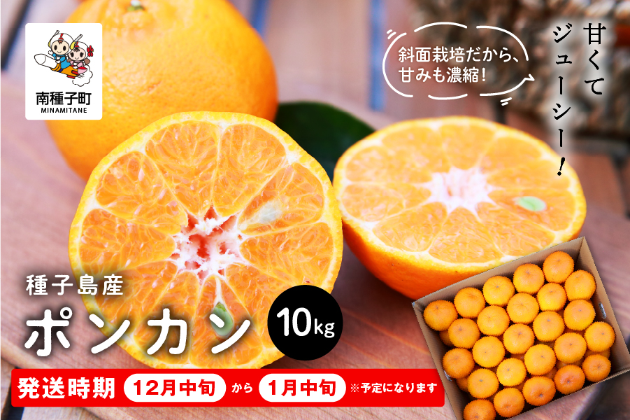 《 先行予約 》種子島産 ポンカン 約10kg （約65玉）《12月中旬頃〜1月中旬頃順次発送》 【南種子町果樹部会】