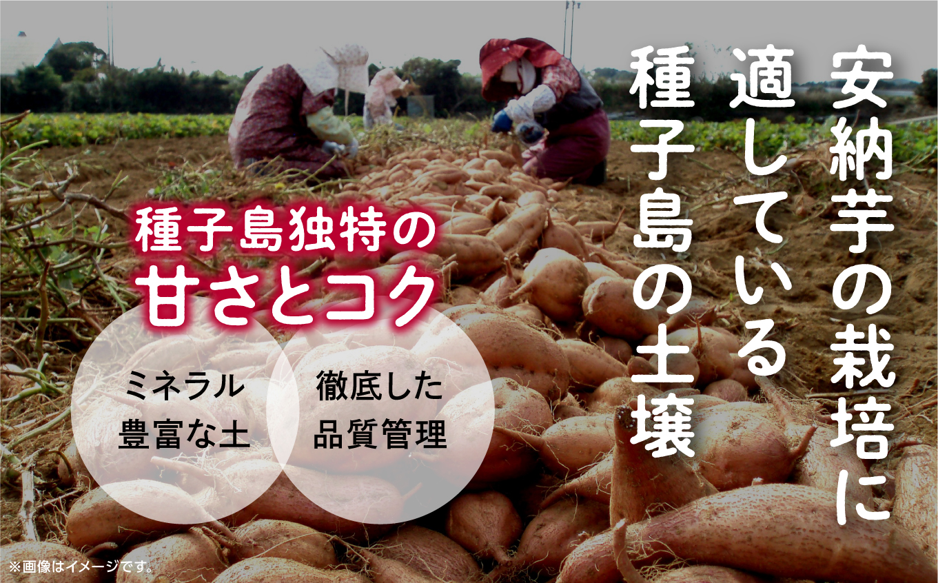 《先行予約》 種子島 安納いも さつまいも 5kg 焼きいも 焼き芋 本場 安納芋 Qさま キューさま さつま芋 甘い ねっとり スイーツ おやつ グルメ お取り寄せ おせち 人気 種子島産 返礼品 南種子町 鹿児島 かごしま 【観光物産館トンミー市場】