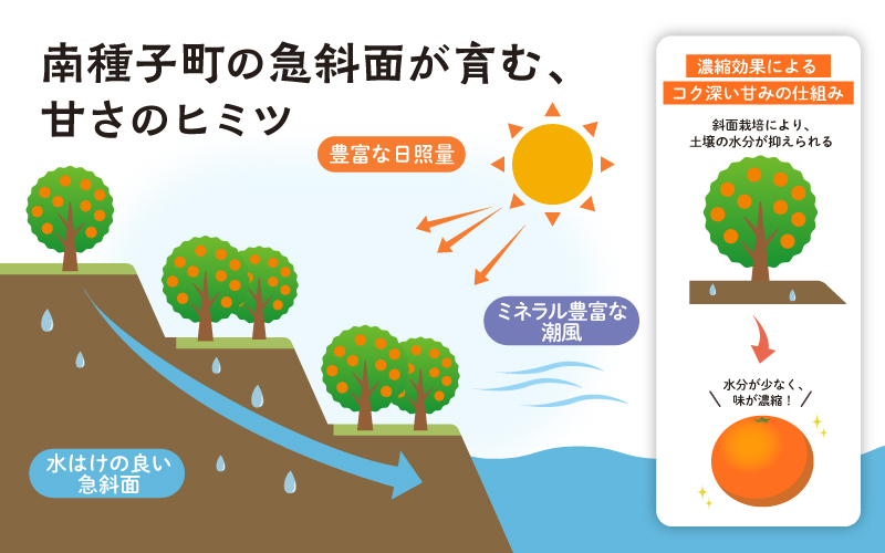 《 先行予約 》種子島産 タンカン (ご家庭用) 約5kg (24玉〜36玉)【2027年2月中旬〜3月中旬頃順次発送】【南種子町果樹部会】